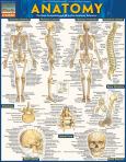 Anatomy Quick Study Guide