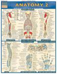 Anatomy 2 Quick Study Guide